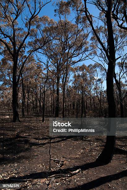 After The Bushfire Stock Photo - Download Image Now - Accidents and Disasters, Australia, Barren