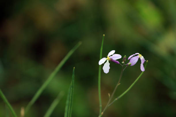 February orchids in the garden