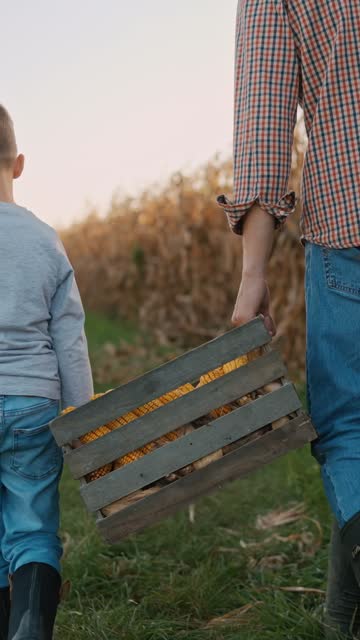 SLO MO Rear View of Farmer and Son Carrying Crate Full of Peeled Corn Cobs Walking in Farm