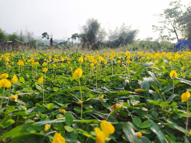istock yellow flowering meadow 1874627197