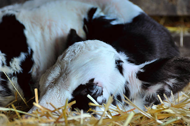 istock Baby Bull Calf Up-Close 187463038