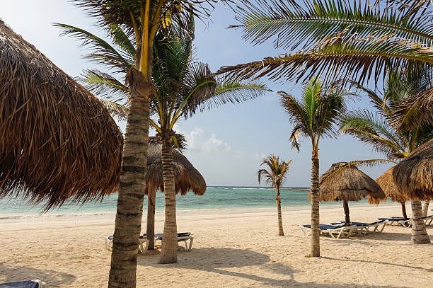 istock Tropical Beach Resort with Palm Trees in Caribbean 187463151