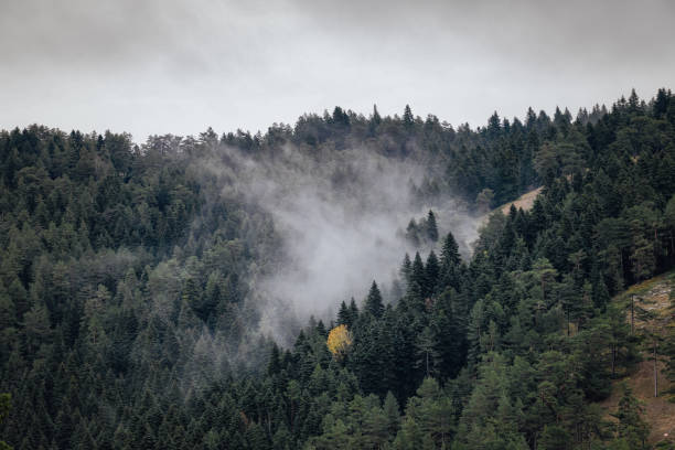 Wilderness, nature and the forest. Spring thinning of the Bilecik forests