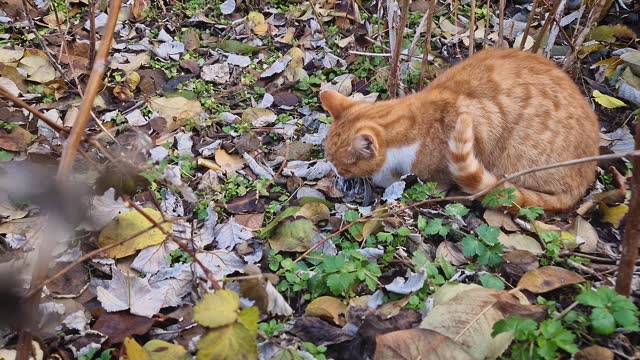 Domestic cat caught a bird and eating the prey. Orange kitten with wild hunting instinct of predator