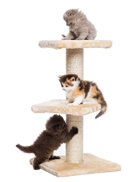 istock Highland fold or straight kittens playing on a cat tree 187463534