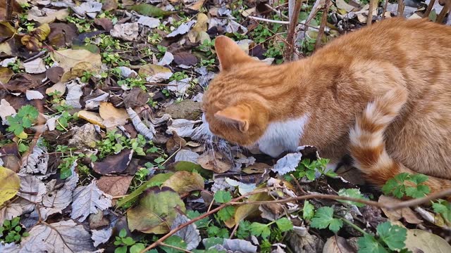 Domestic cat caught a bird and eating the prey. Orange kitten with wild hunting instinct of predator
