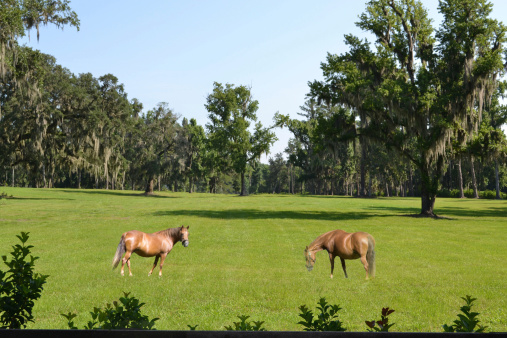 Two brown horses grazing in a field in Marion County Florida