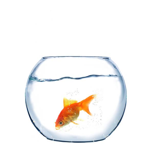 istock gold fish in aquarium 187464705