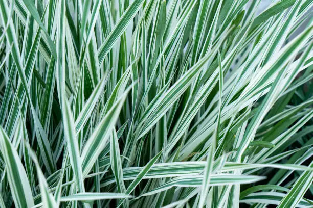 Reed Canary grass Phalaris Arundinacea. Natural background