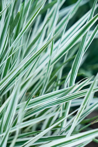 Reed Canary grass Phalaris Arundinacea. Natural background