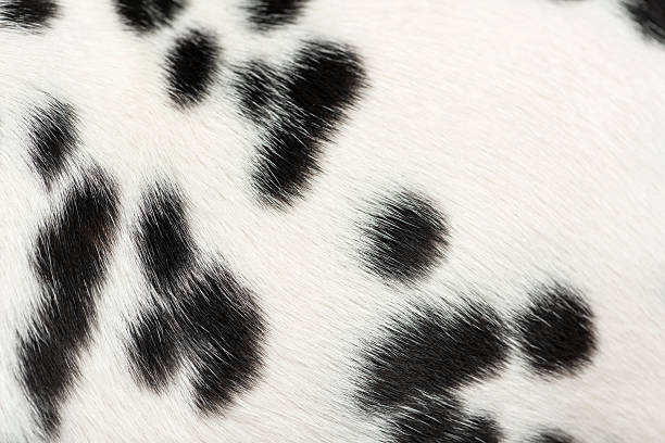 istock Macro of a Dalmatian puppy fur 187465981