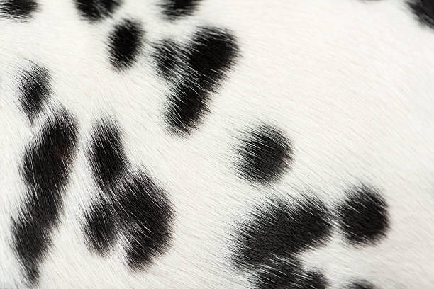 macro of a dalmatian puppy fur - dalmatiner bildbanksfoton och bilder