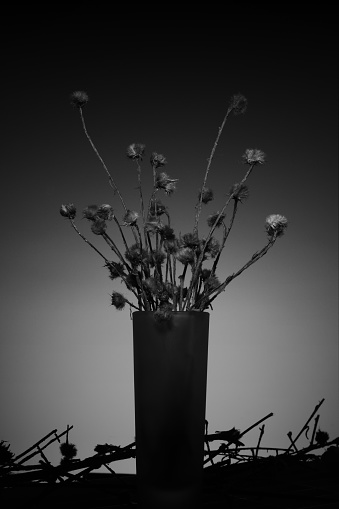 Black and white concept photo of dried flower