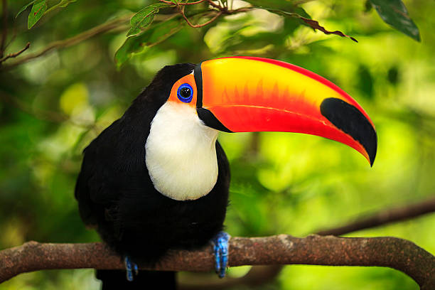 istock A close-up of a toucan on a branch 187466495