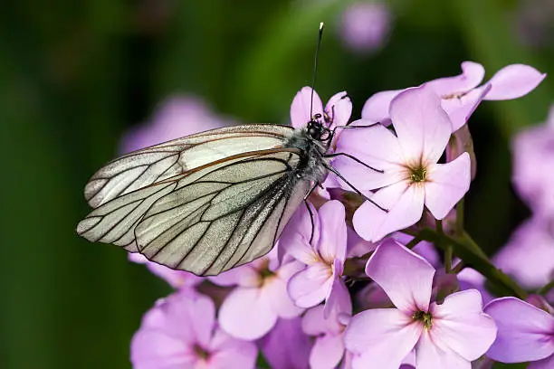 Wildorchid (violet) and white butterfly