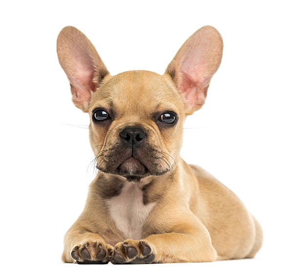 istock French Bulldog puppy lying down, looking at the camera, isolated 187467257