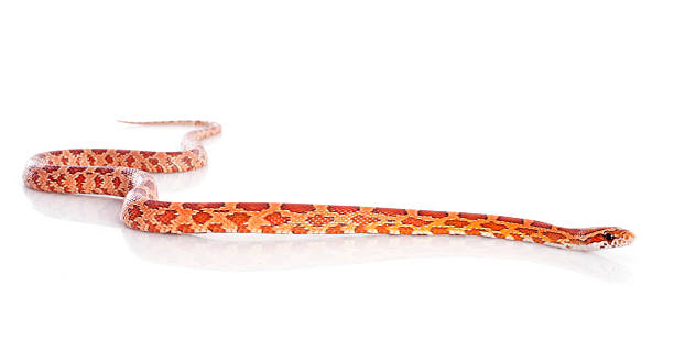 corn snake leash