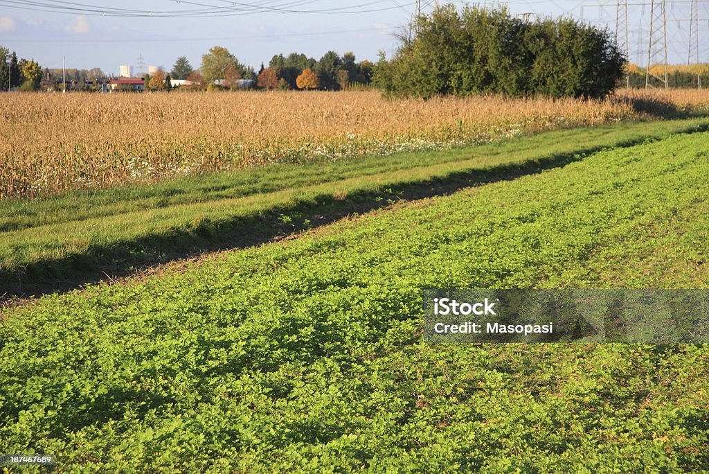 paesaggio - Foto stock royalty-free di Agricoltura