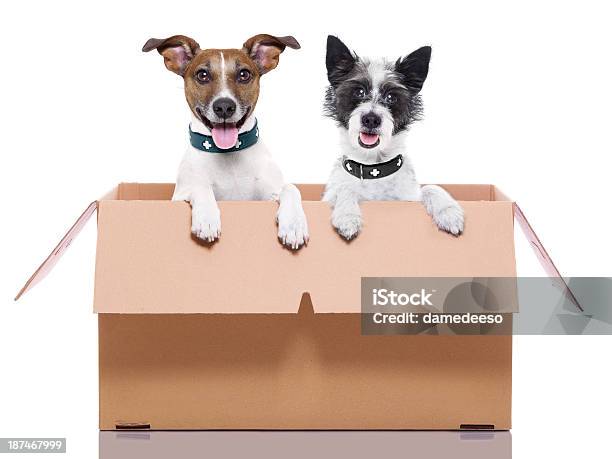 Two Mail Dogs Stock Photo - Download Image Now - Dog, Box - Container, Fragility