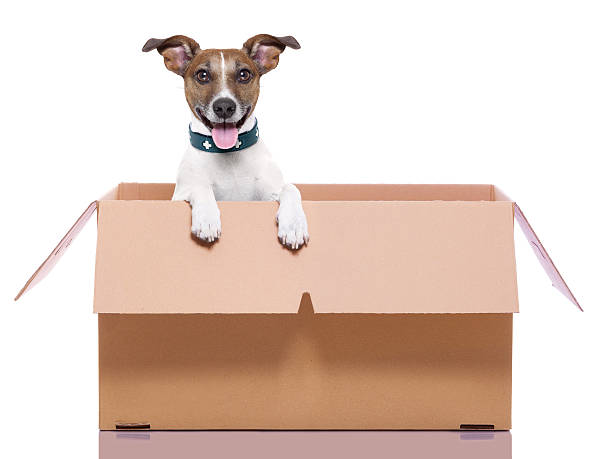 caixa de correio em cachorro - caixa para transporte de animal de estimação - fotografias e filmes do acervo