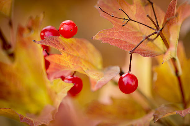 Autumn berries stock photo