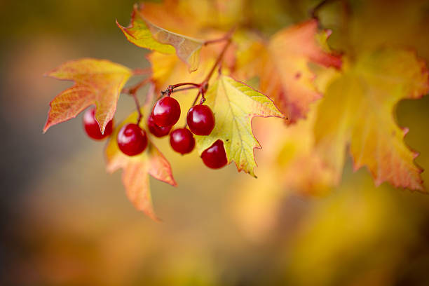Autumn berries stock photo