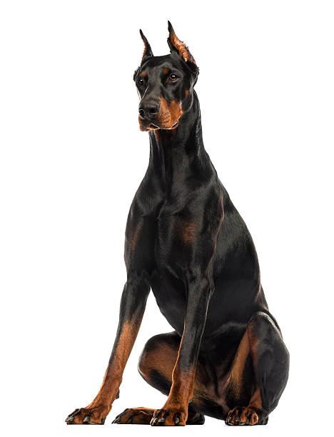 doberman pinscher sentado, isolado no branco - doberman pinscher - fotografias e filmes do acervo