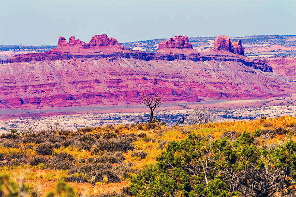 istock Dead Tree Moab Fault Arches National Park Utah 187468576