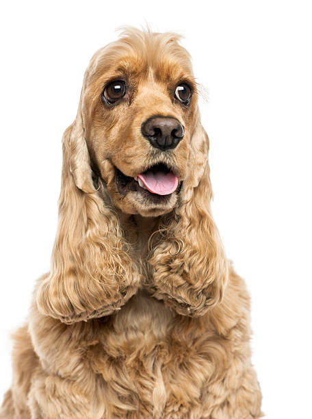 istock Close-up of an English Cocker Spaniel, panting, isolated 187468665
