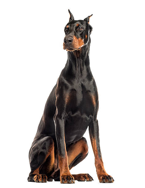 istock Doberman Pinscher sitting, looking away, isolated on white 187468709