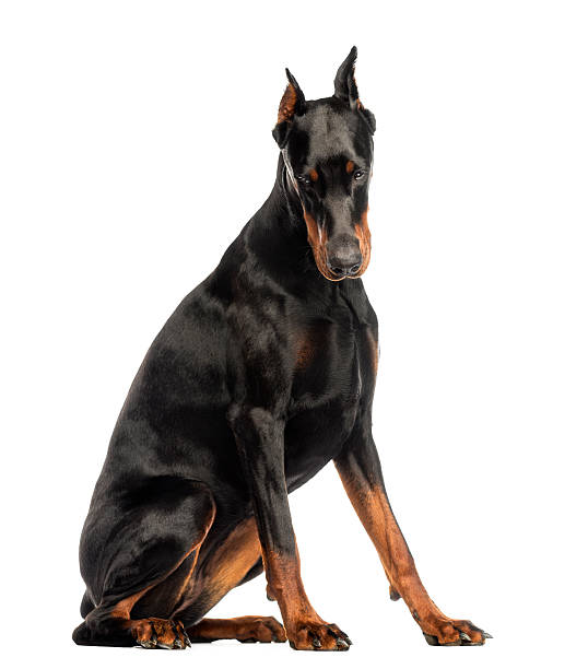 istock Doberman Pinscher sitting, looking down, isolated on white 187468792