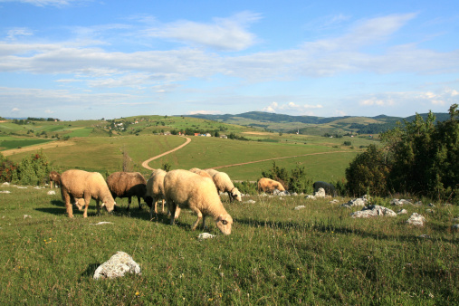 Sheep on pasture on top of hill