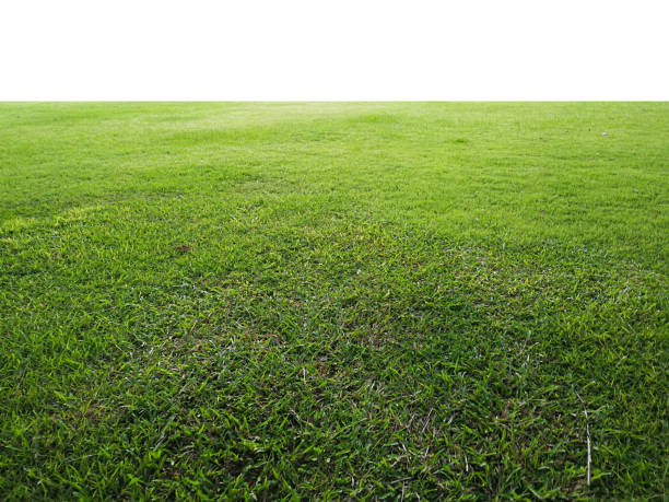 istock green grass isolated on transparent background 1874692589