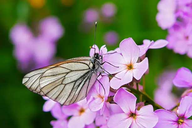 Wildorchid (violet) and white butterfly