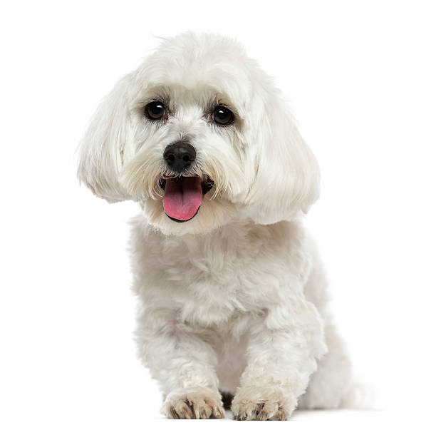 istock Front view of a Maltese panting, isolated on white 187469414