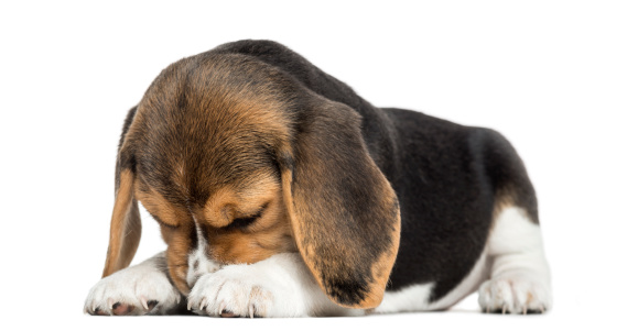 Front view of a Beagle puppy lying, hiding its face, isolated on white