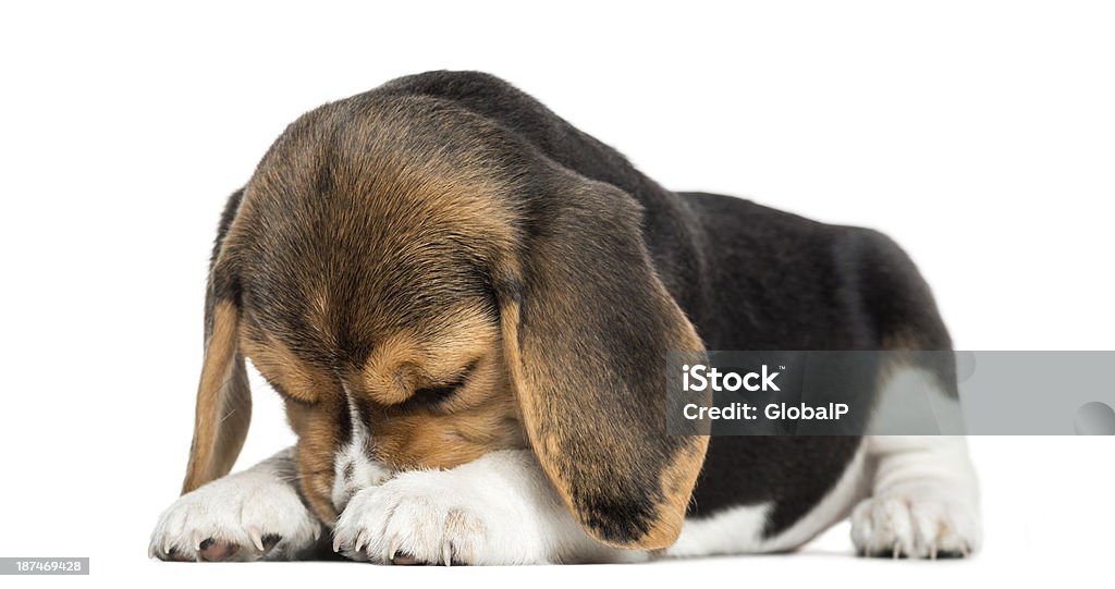 Beagle puppy lying, hiding its face, isolated on white Front view of a Beagle puppy lying, hiding its face, isolated on white Dog Stock Photo