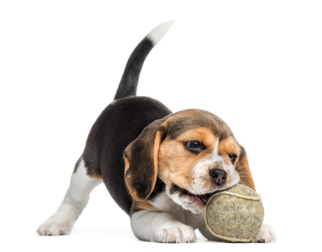 Beagle cachorro jugando con una pelota de tenis, Aislado en blanco photo