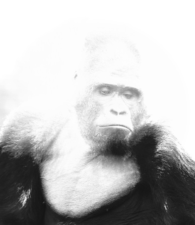 Black and white high key image of a Western Lowland Gorilla