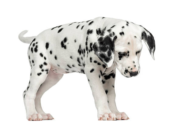 istock Dalmatian puppy standing, looking down, isolated on white 187470518