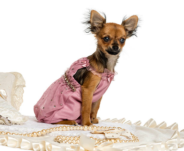 istock Dressed-up Chihuahua sitting on a carpet, isolated 187470552