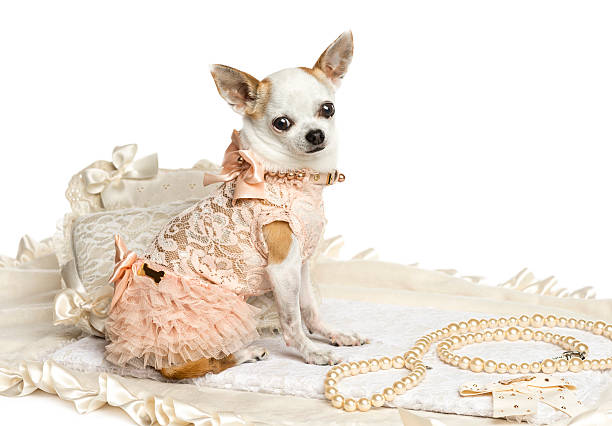 istock Dressed-up Chihuahua sitting, looking at the camera, isolated 187470555