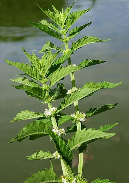 gipsywort plant with white flowers stock photo