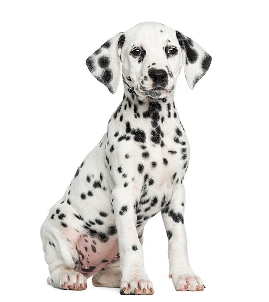 istock Front view of a sitting dalmatian puppy on white background 187470783