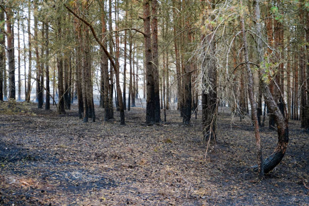 View of tree trunks charred but a undergrowth forest fire