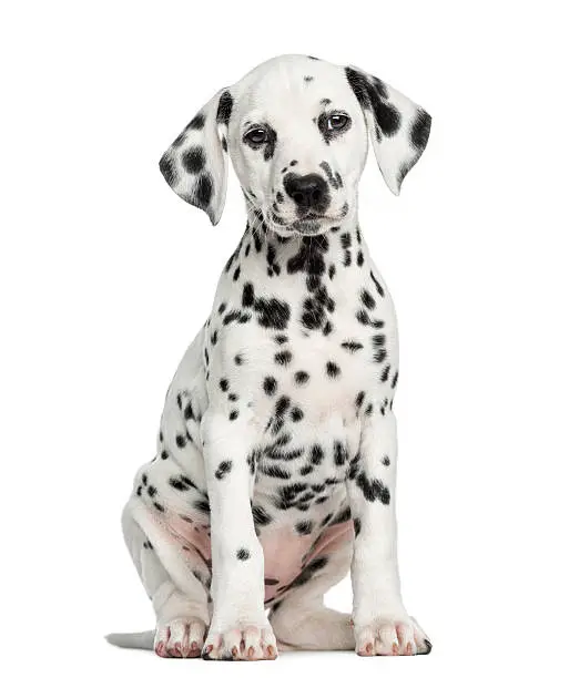 Photo of Front view of a Dalmatian puppy sitting, facing, isolated