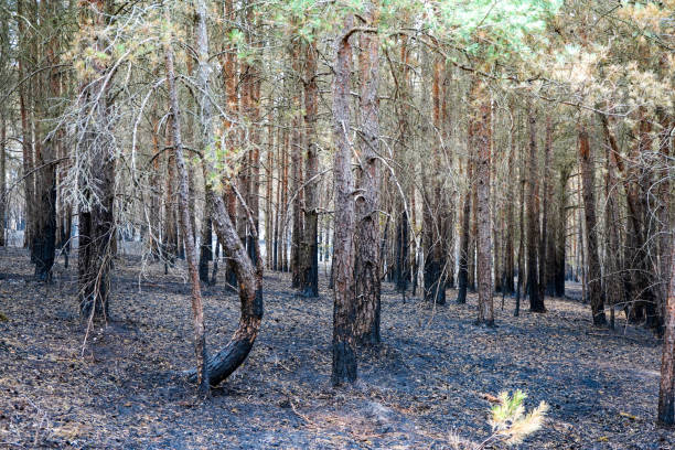 istock View of tree trunks charred but a undergrowth forest fire 1874708701