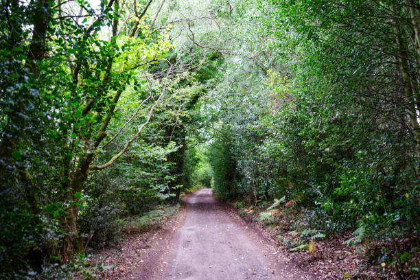 istock Single track road flanked by trees in woodland 1874709723