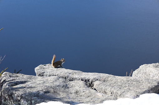 A photo of a squirrel at the summit of Pinacle mountain in Coaticook, Quebec.  The peak is at an elevation of 665 meters.  The background blue is lake Lyster looking straight down.