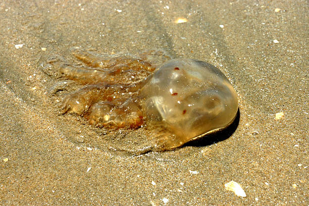 istock Dead jellyfish on the beach. 187471089